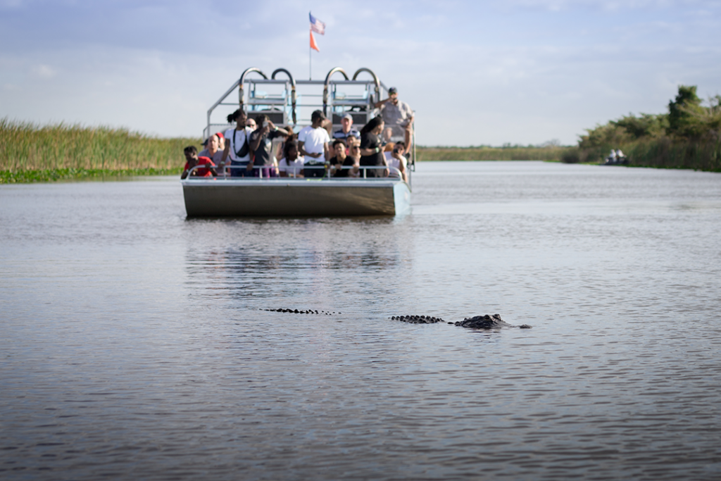 Un grup de turisti observa un aligator american in Everglades din Florida dintr-un tur cu hidroavionul.
